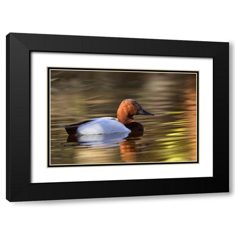 Canvasback duck Black Modern Wood Framed Art Print with Double Matting by Jones, Adam