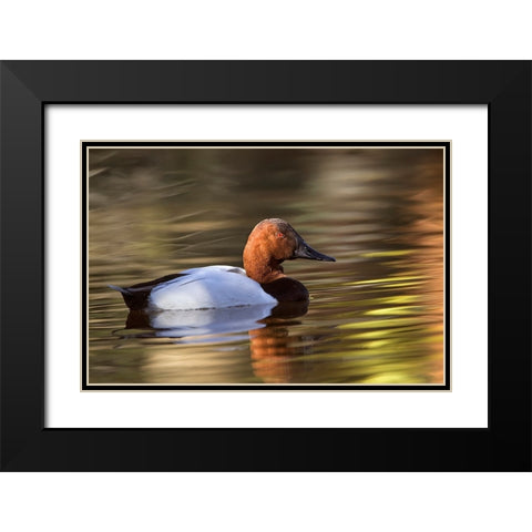 Canvasback duck Black Modern Wood Framed Art Print with Double Matting by Jones, Adam