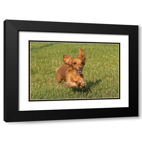 Miniature Dachshund running toward camera Black Modern Wood Framed Art Print with Double Matting by Jones, Adam