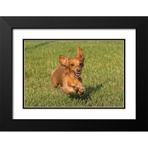 Miniature Dachshund running toward camera Black Modern Wood Framed Art Print with Double Matting by Jones, Adam