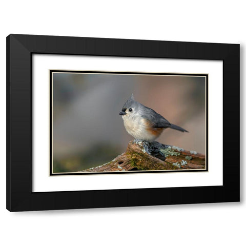 Tufted titmouse in winter Black Modern Wood Framed Art Print with Double Matting by Jones, Adam