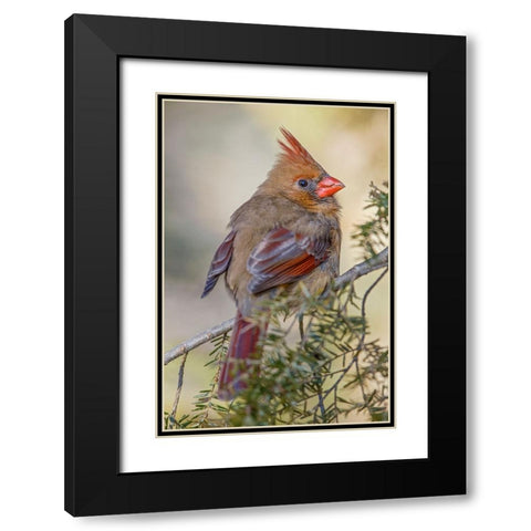Female northern cardinal in winter Black Modern Wood Framed Art Print with Double Matting by Jones, Adam
