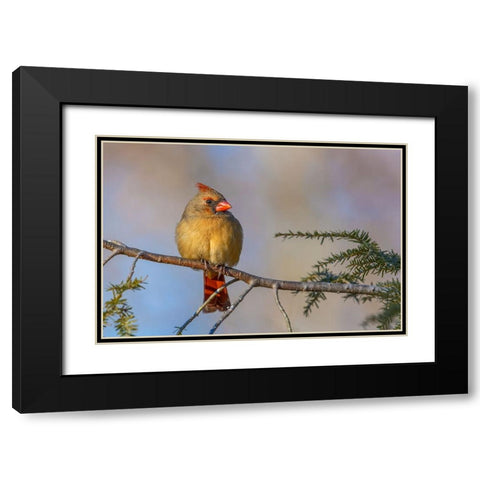 Female northern cardinal in winter Black Modern Wood Framed Art Print with Double Matting by Jones, Adam