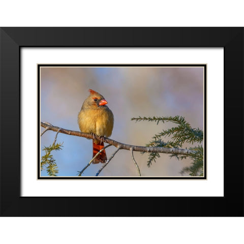 Female northern cardinal in winter Black Modern Wood Framed Art Print with Double Matting by Jones, Adam