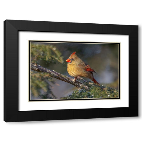 Female northern cardinal in winter Black Modern Wood Framed Art Print with Double Matting by Jones, Adam