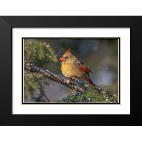 Female northern cardinal in winter Black Modern Wood Framed Art Print with Double Matting by Jones, Adam