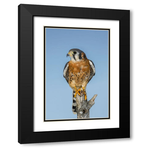 Male American Kestrel Black Modern Wood Framed Art Print with Double Matting by Jones, Adam