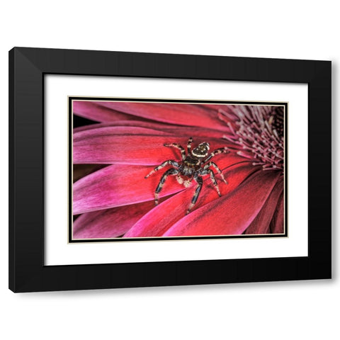 Bold Jumping spider Black Modern Wood Framed Art Print with Double Matting by Jones, Adam
