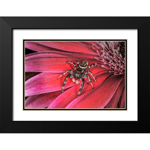Bold Jumping spider Black Modern Wood Framed Art Print with Double Matting by Jones, Adam
