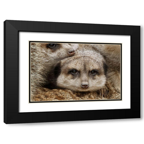 Meerkat family sleeping together Black Modern Wood Framed Art Print with Double Matting by Jones, Adam