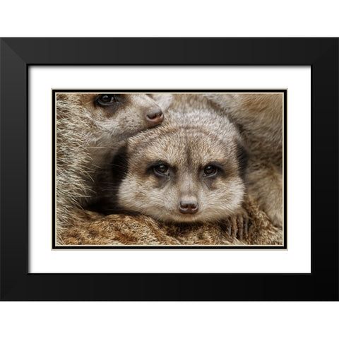 Meerkat family sleeping together Black Modern Wood Framed Art Print with Double Matting by Jones, Adam
