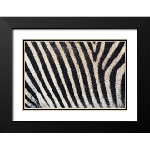 Burchells zebra pattern of black and white stripes Black Modern Wood Framed Art Print with Double Matting by Jones, Adam