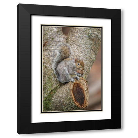 Gray Squirrel eating a walnut from favorite perch Black Modern Wood Framed Art Print with Double Matting by Jones, Adam