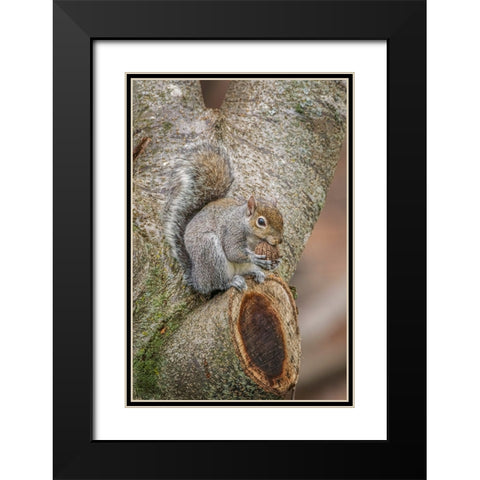 Gray Squirrel eating a walnut from favorite perch Black Modern Wood Framed Art Print with Double Matting by Jones, Adam