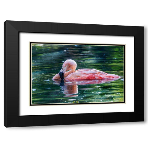 Chilean flamingo swimming Black Modern Wood Framed Art Print with Double Matting by Jones, Adam