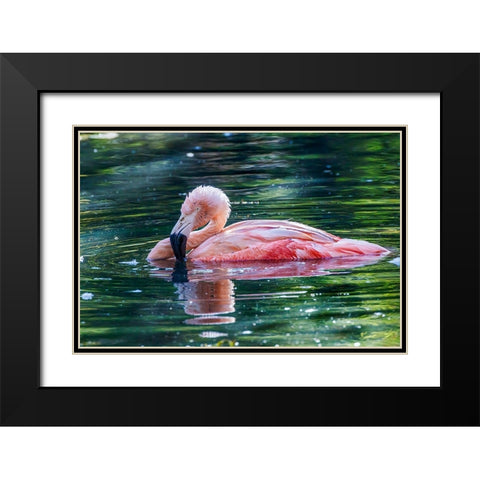 Chilean flamingo swimming Black Modern Wood Framed Art Print with Double Matting by Jones, Adam