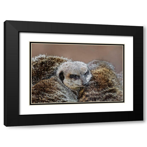 Meerkat family sleeping together Black Modern Wood Framed Art Print with Double Matting by Jones, Adam