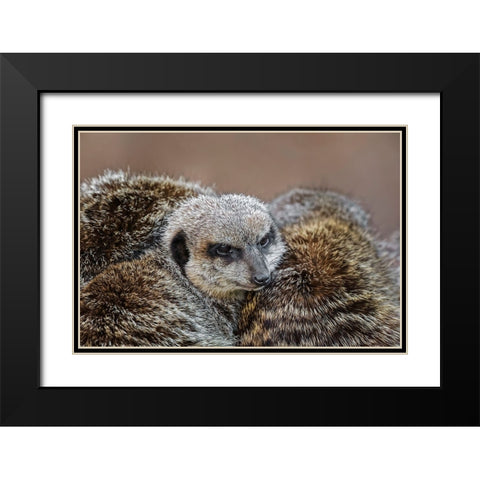Meerkat family sleeping together Black Modern Wood Framed Art Print with Double Matting by Jones, Adam