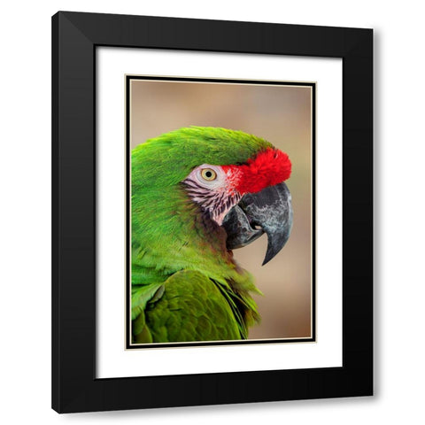 Great green macaw-native to South America Black Modern Wood Framed Art Print with Double Matting by Jones, Adam