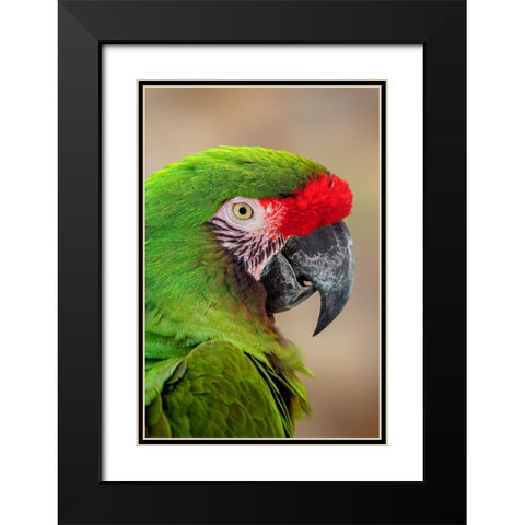Great green macaw-native to South America Black Modern Wood Framed Art Print with Double Matting by Jones, Adam