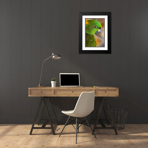 Yellow-napped Amazon parrot portrait Black Modern Wood Framed Art Print with Double Matting by Jones, Adam