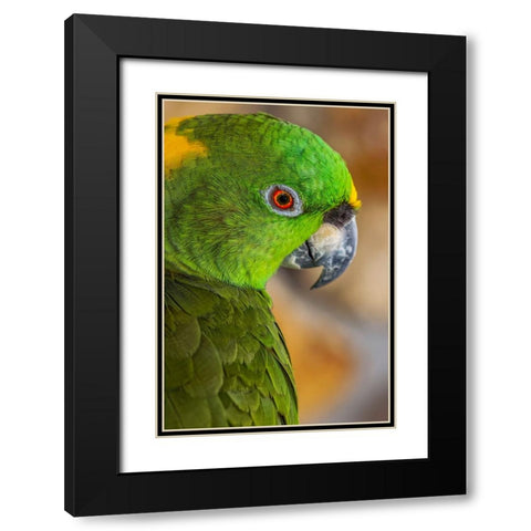 Yellow-napped Amazon parrot portrait Black Modern Wood Framed Art Print with Double Matting by Jones, Adam