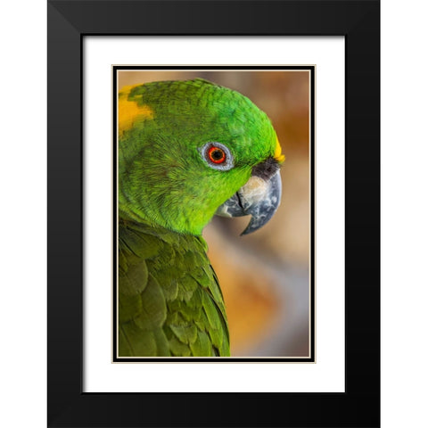 Yellow-napped Amazon parrot portrait Black Modern Wood Framed Art Print with Double Matting by Jones, Adam