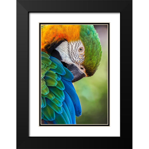 Blue and gold macaw Black Modern Wood Framed Art Print with Double Matting by Jones, Adam