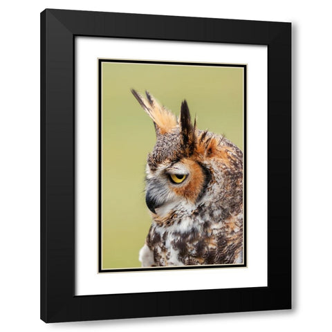 Great horned owl portrait Black Modern Wood Framed Art Print with Double Matting by Jones, Adam