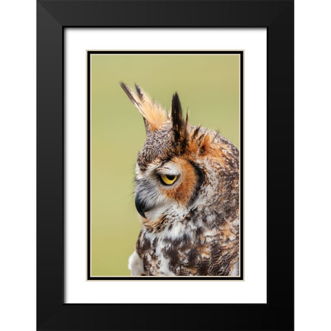 Great horned owl portrait Black Modern Wood Framed Art Print with Double Matting by Jones, Adam
