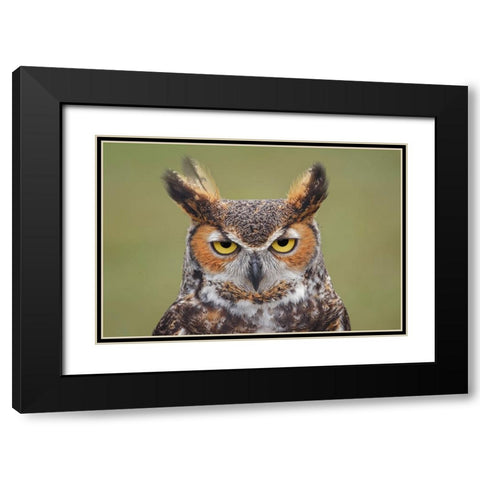 Great horned owl portrait Black Modern Wood Framed Art Print with Double Matting by Jones, Adam