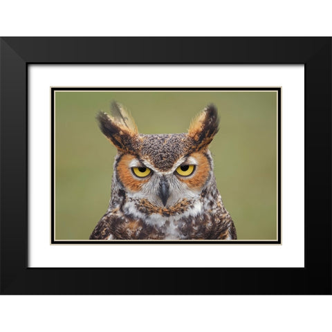 Great horned owl portrait Black Modern Wood Framed Art Print with Double Matting by Jones, Adam