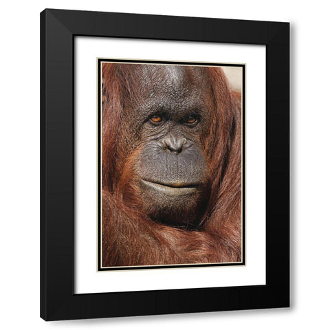 Orangutan-Pongo-native to Borneo and Sumatra Black Modern Wood Framed Art Print with Double Matting by Jones, Adam