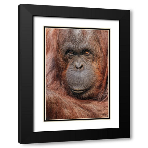 Orangutan-Pongo-native to Borneo and Sumatra Black Modern Wood Framed Art Print with Double Matting by Jones, Adam