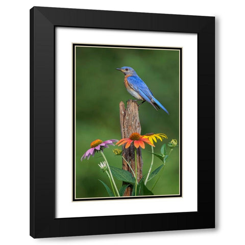 Male Eastern bluebird on old fence post with cone flowers Black Modern Wood Framed Art Print with Double Matting by Jones, Adam