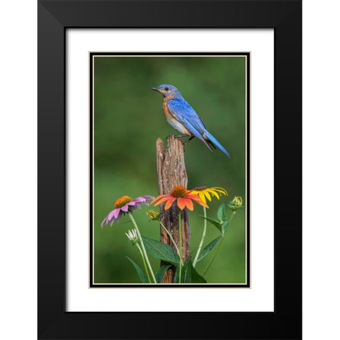 Male Eastern bluebird on old fence post with cone flowers Black Modern Wood Framed Art Print with Double Matting by Jones, Adam