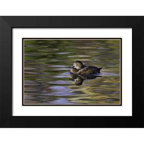 Duck swimming in autumn water Black Modern Wood Framed Art Print with Double Matting by Jones, Adam