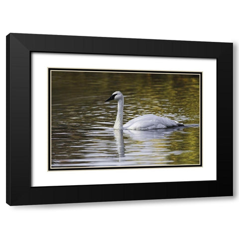 Swan swimming in autumn colored water Black Modern Wood Framed Art Print with Double Matting by Jones, Adam