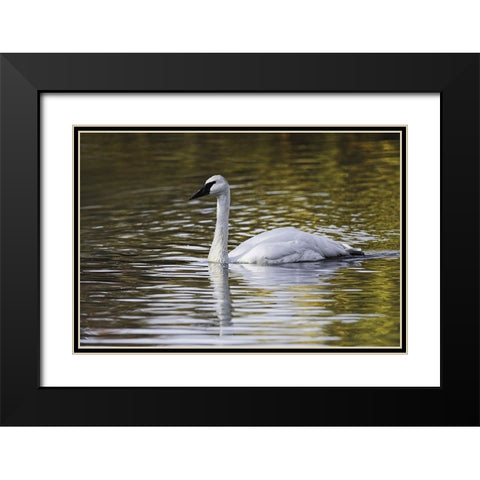 Swan swimming in autumn colored water Black Modern Wood Framed Art Print with Double Matting by Jones, Adam