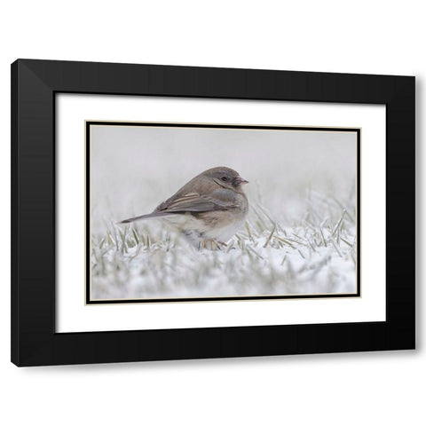 Dark-eyed Junco on the ground in snow Black Modern Wood Framed Art Print with Double Matting by Jones, Adam
