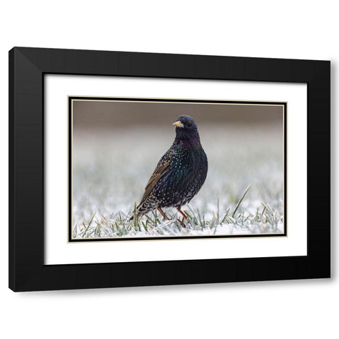 Common starling Black Modern Wood Framed Art Print with Double Matting by Jones, Adam