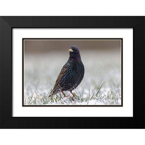 Common starling Black Modern Wood Framed Art Print with Double Matting by Jones, Adam
