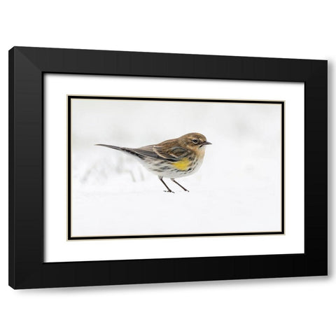 Yellow-rumped warbler on the ground feeding in winter Black Modern Wood Framed Art Print with Double Matting by Jones, Adam