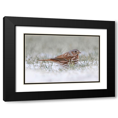 Fox Sparrow on the ground Black Modern Wood Framed Art Print with Double Matting by Jones, Adam