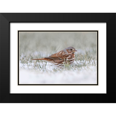 Fox Sparrow on the ground Black Modern Wood Framed Art Print with Double Matting by Jones, Adam
