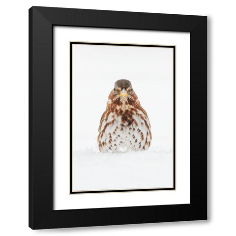 Fox Sparrow foraging in snow Black Modern Wood Framed Art Print with Double Matting by Jones, Adam