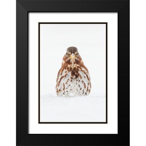 Fox Sparrow foraging in snow Black Modern Wood Framed Art Print with Double Matting by Jones, Adam