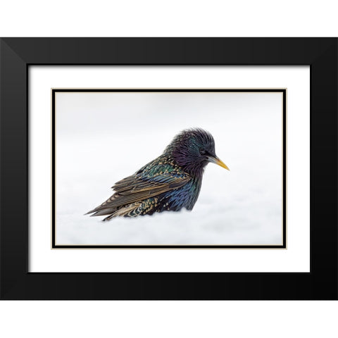 Common starling-foraging in snow-non native US species Black Modern Wood Framed Art Print with Double Matting by Jones, Adam
