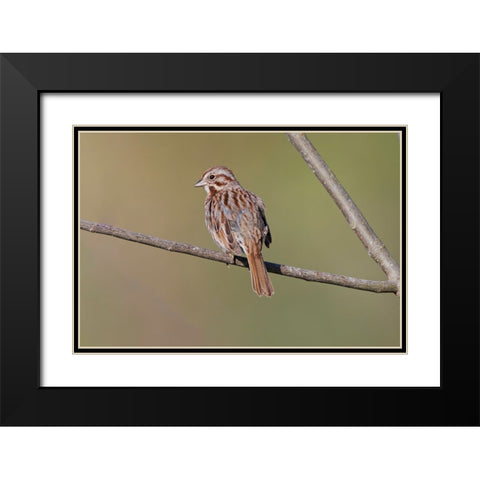 Song sparrow Black Modern Wood Framed Art Print with Double Matting by Jones, Adam