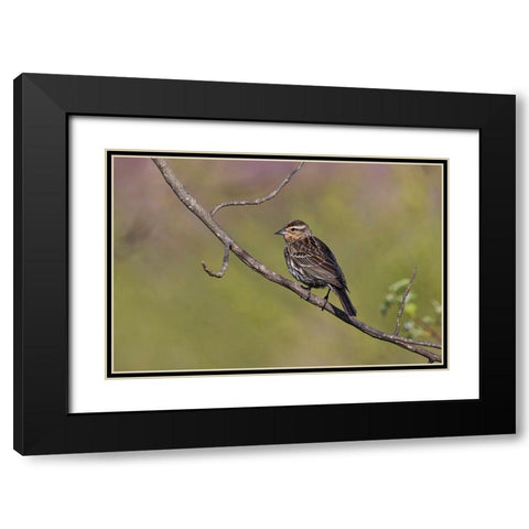 Song sparrow Black Modern Wood Framed Art Print with Double Matting by Jones, Adam